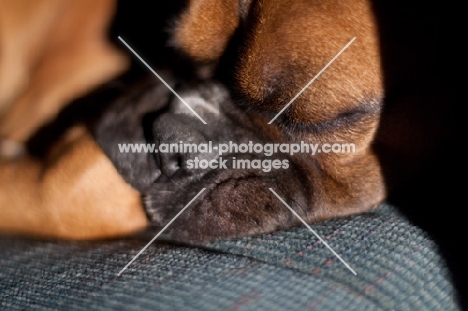 Boxer asleep