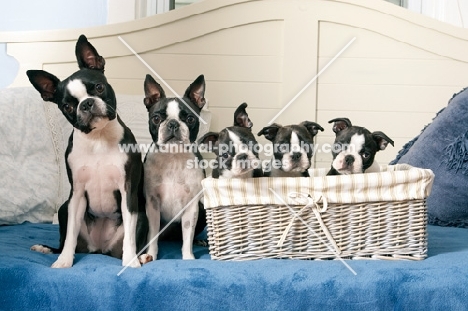 boston terrier family