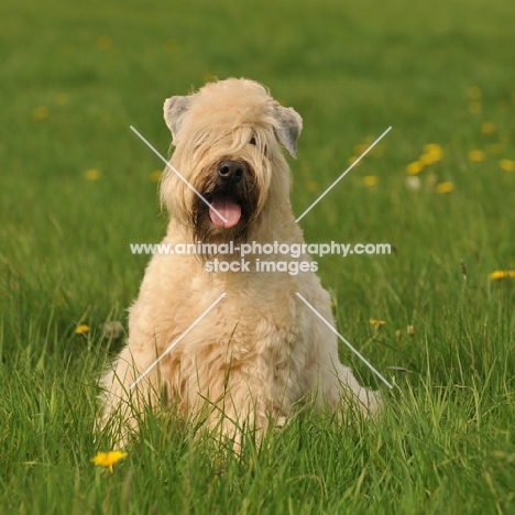 Soft Coated Wheaten Terrier in grass