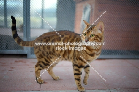 bengal cat champion Svedbergakulle Goliath standing