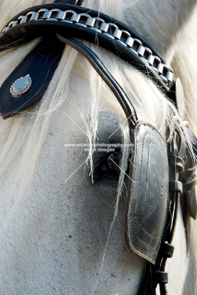 blinkers on a percheron horse