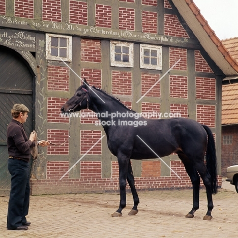 mamorie 11, german thoroughbred, north german farmhouse