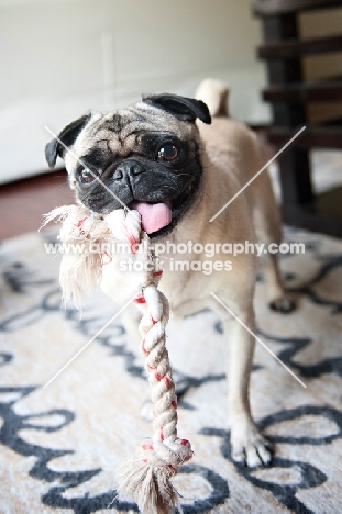 pug holding rope toy in mouth