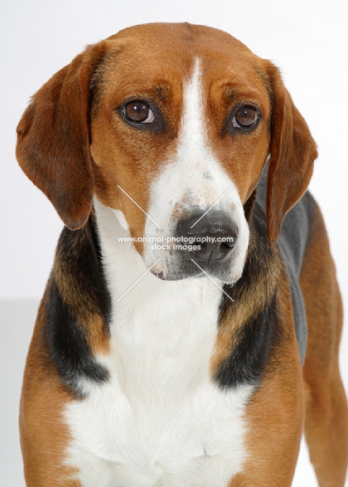 Australian Champion Hamiltonstovare standing on white background