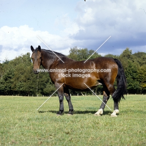 Cedola, side view of Groningen old type mare