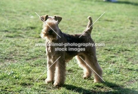 lakeland terrier in show trim 