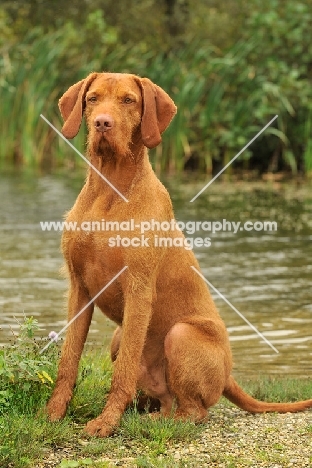 Hungarian Wirehaired Vizsla (aka Magyar Vizsla, Ungarisch Drahthaar) 