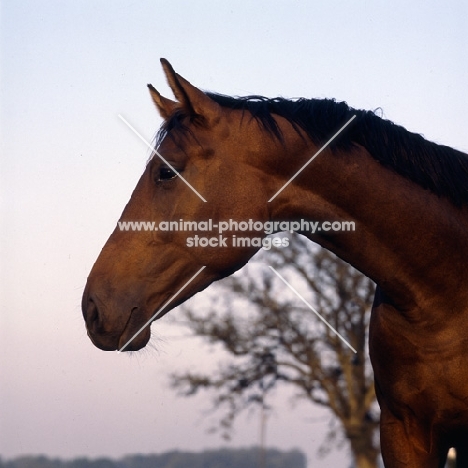 Danish Warmblood head and shoulders 