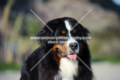 Bernese Mountain Dog