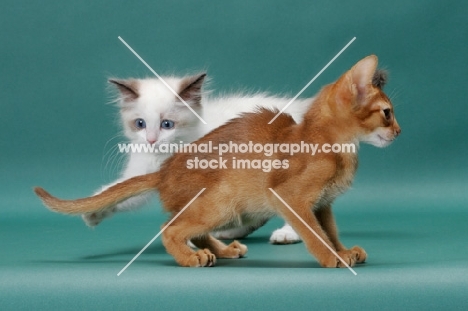 Ragdoll kitten looking at Sorrel (Red) Abyssinian kitten's tail