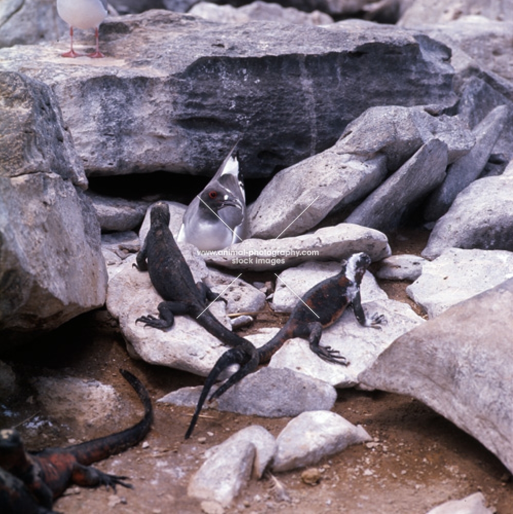 marine iguanas and swallow tailed gull on hood island, galapagos islands