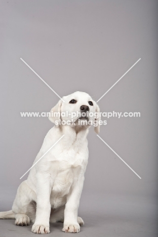 cute Labrador puppy on grey background