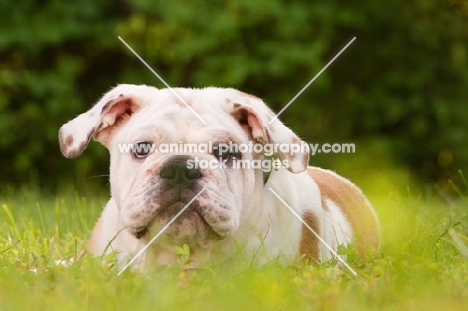 young Bulldog lying on grass
