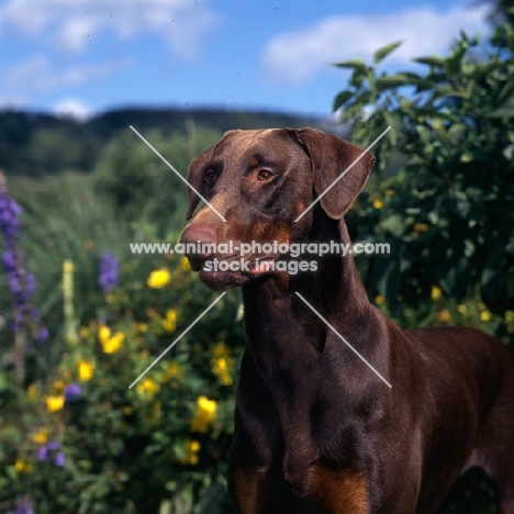 brown dobermann near flowers