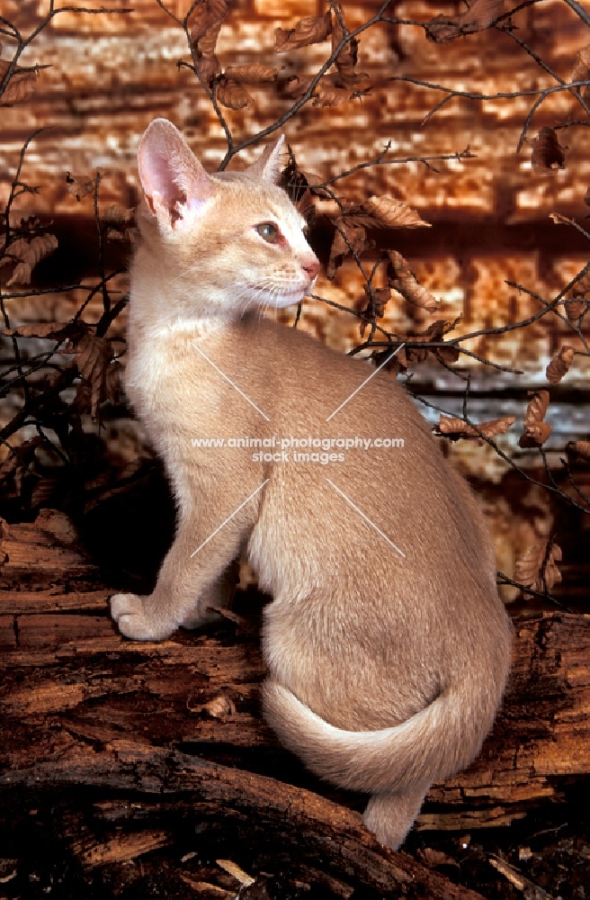 fawn Abyssinian kitten on wood