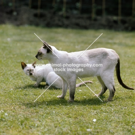 2 chocolate point siamese cats, ch reoky shim-way, with friend