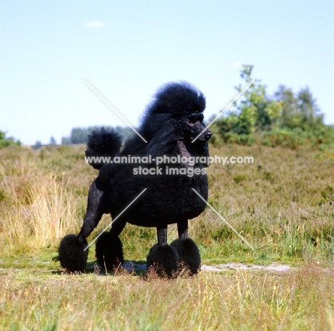 champion standard poodle standing in countryside