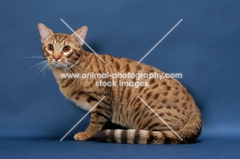 Ocicat sitting down, Chocolate Spotted Tabby colour