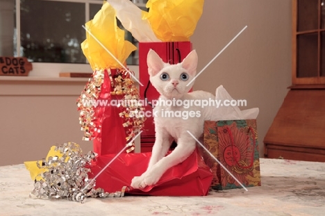 white Devon Rex lying on gifts