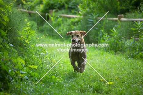 yellow labrador retriever running in a natural scenery