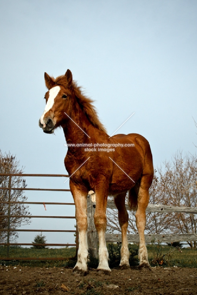 5 month old Belgian filly standing in field