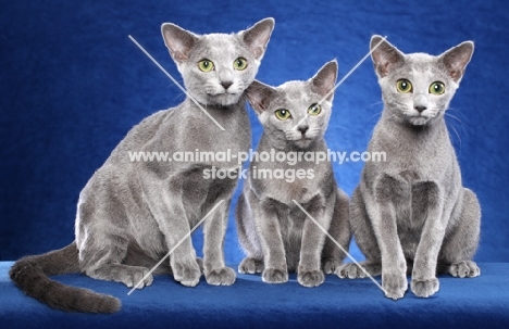 three Russian Blue cats in a row