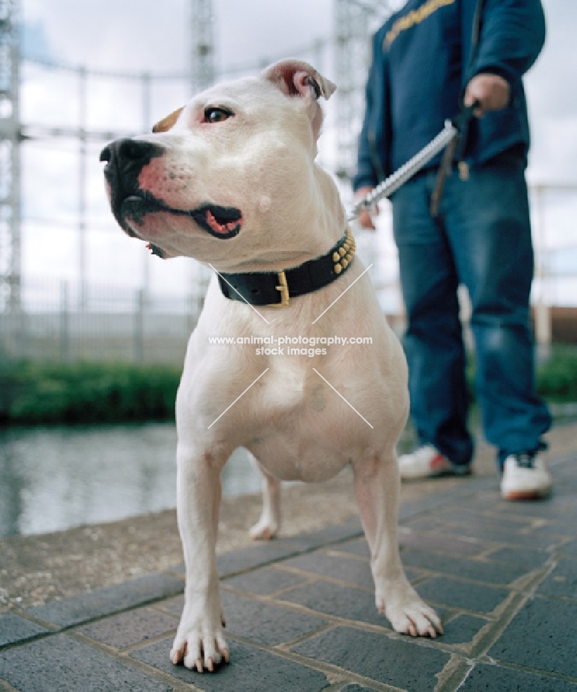 white Staffordshire Bull Terrier on leash, standing beside Regents Canal in Hackney, London, with owner and gasometer in the background