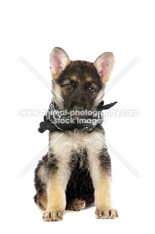 German Shepherd (aka Alsatian) puppy, sitting down