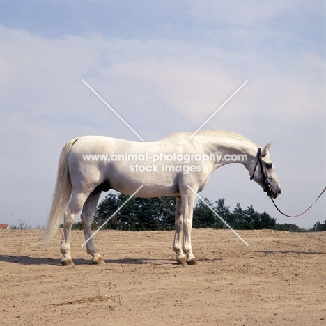 Koheilan I, Shagya Arab stallion