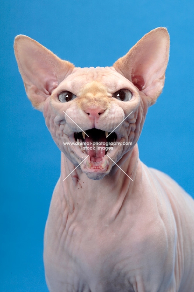 red point and white Sphynx
