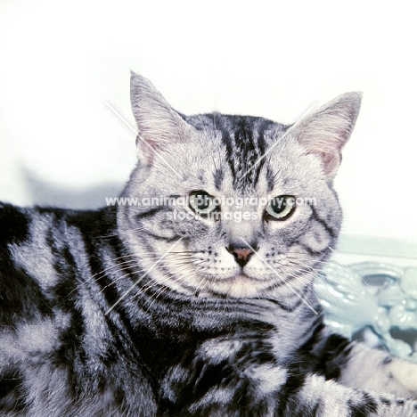 champion silver tabby american shorthair cat