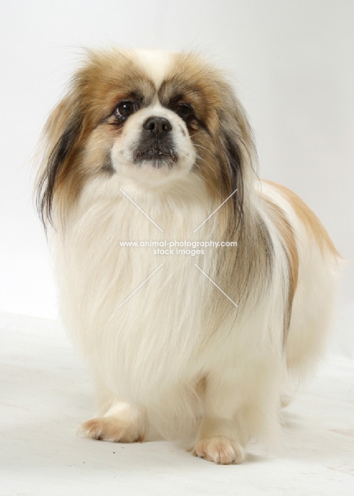 Australian Champion Tibetan Spaniel, White with Fawn Sable colour