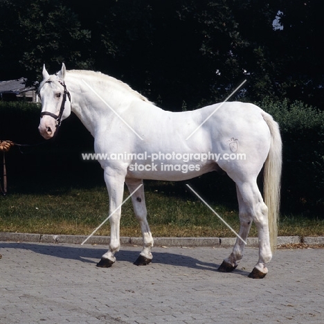 Capitano, Holstein, 'Capitano was the only one chosen to carry on the heritage of the Stallion Cottage Son XX to this present day.' 