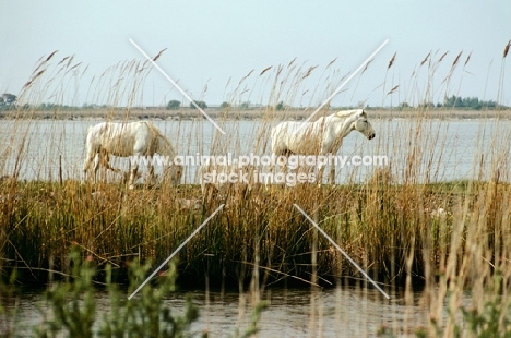 two camargue ponies behind rushes