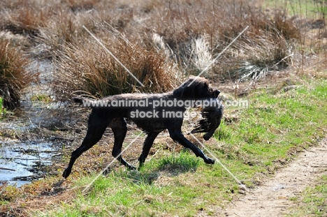 Pudelpointer retrieving