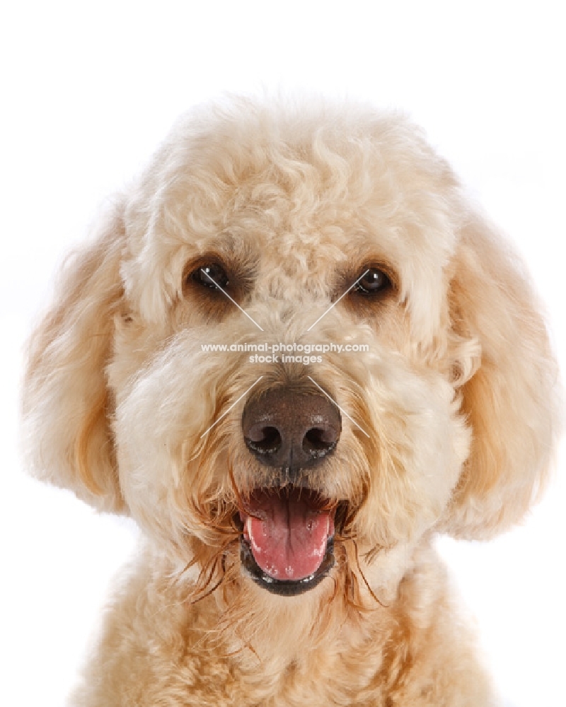 Goldendoodle