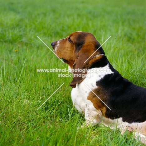 basset hound, forequarters