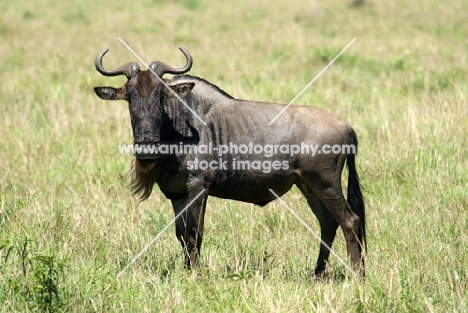 wildebeests looking at camera