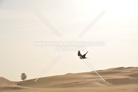 Falcon flying over desert