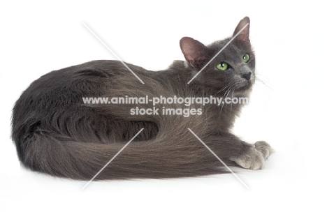 blue Javanese cat (aka Angora or Oriental Longhair)