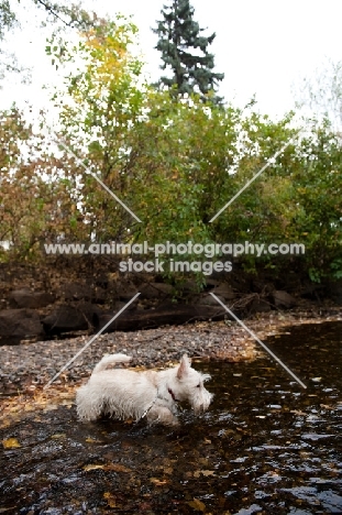 wheaten Scottish Terrier puppy wading in creek.