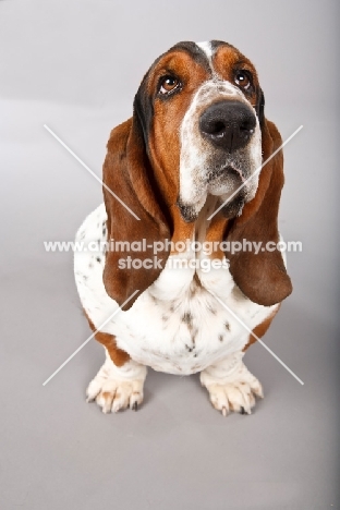 Basset Hound in studio