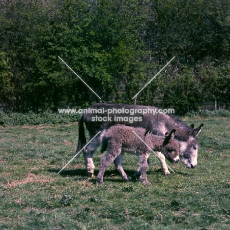 donkey and foal walking together