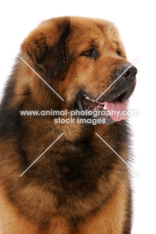Australian Champion Tibetan Mastiff, looking away