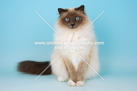 blue point birman cat front view