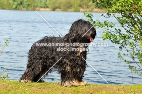 Cao da Serra de Aires (aka Portuguese Sheepdog)