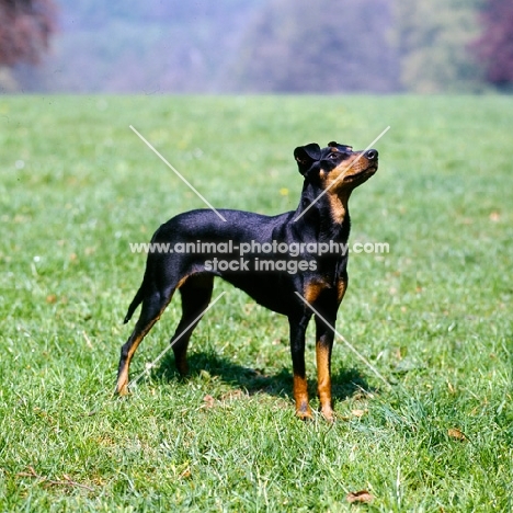 manchester terrier looking up