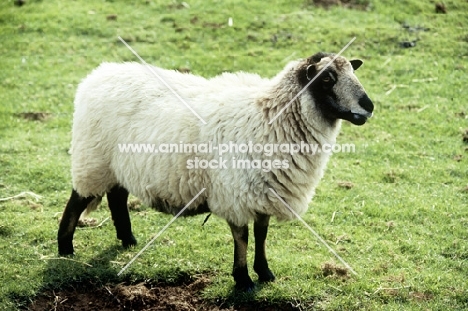 badger faced sheep at cotswold farm park