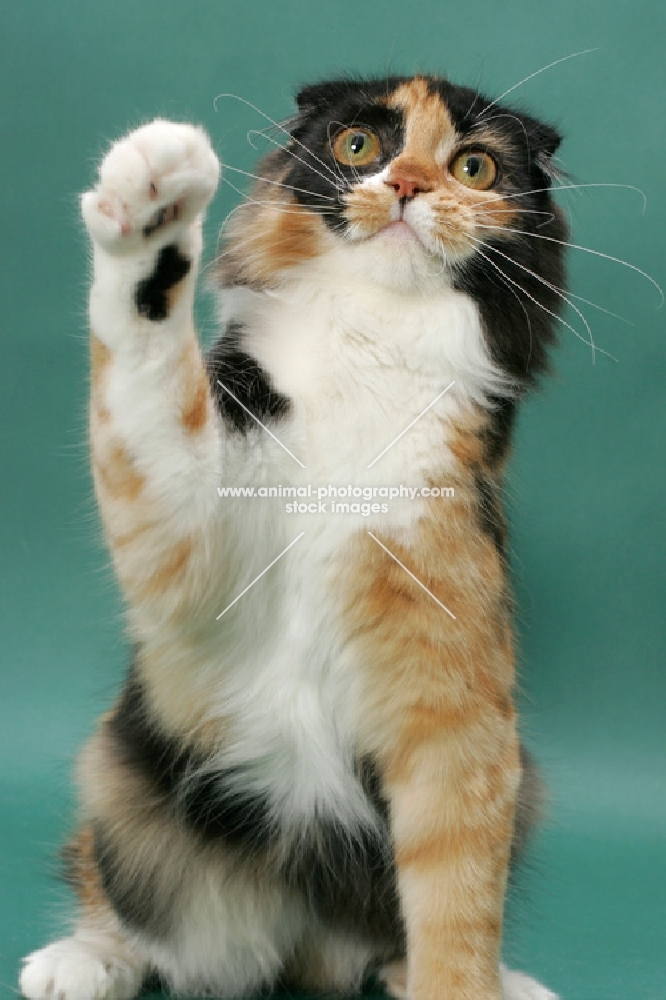 Tortoiseshell & White Scottish Fold, reaching with one leg up