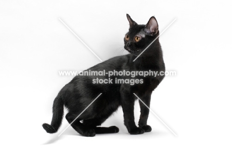 black bombay cat standing on white background